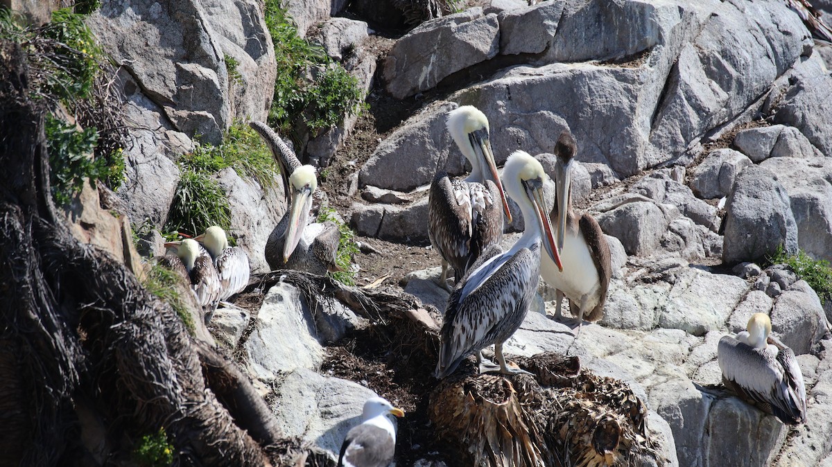 Peruvian Pelican - ML641817400