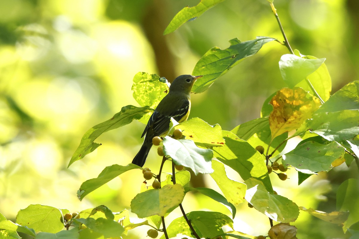 Magnolia Warbler - ML641817401