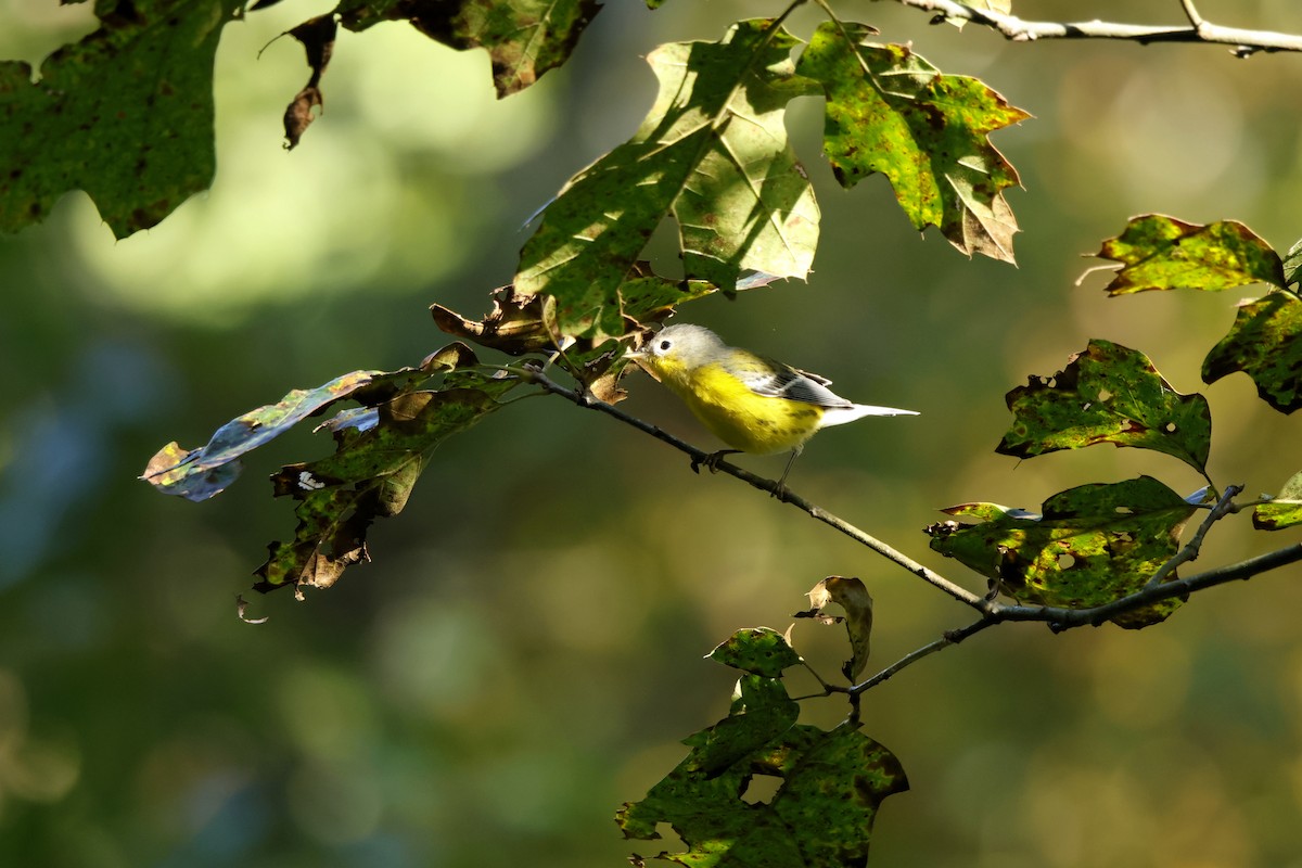 Magnolia Warbler - ML641817402