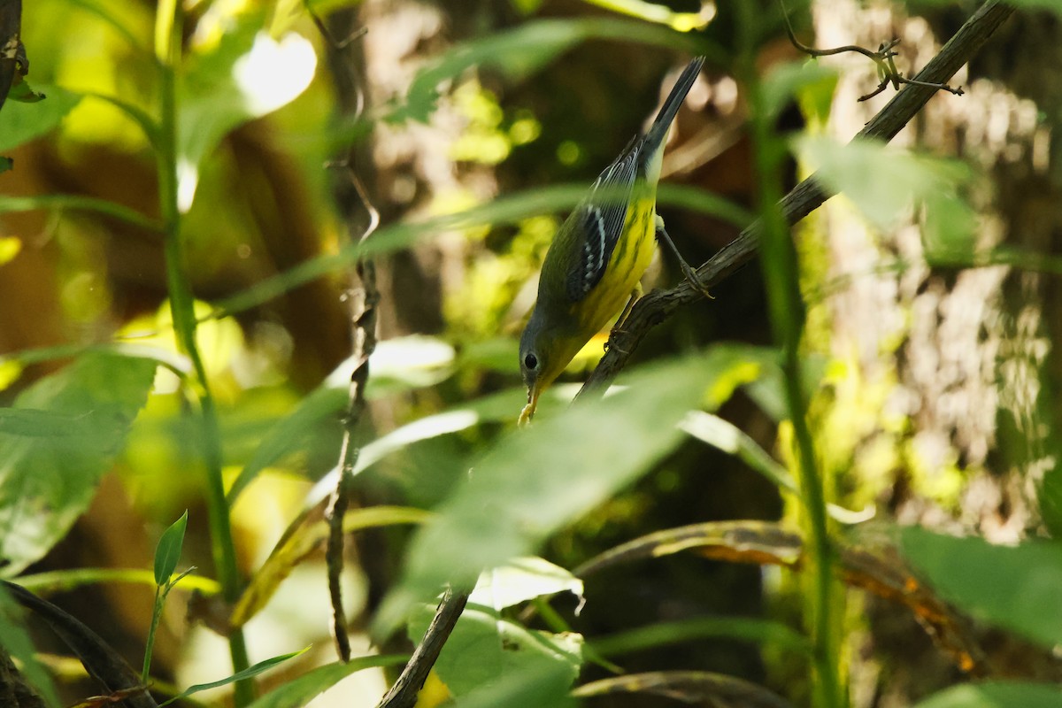 Magnolia Warbler - ML641817403