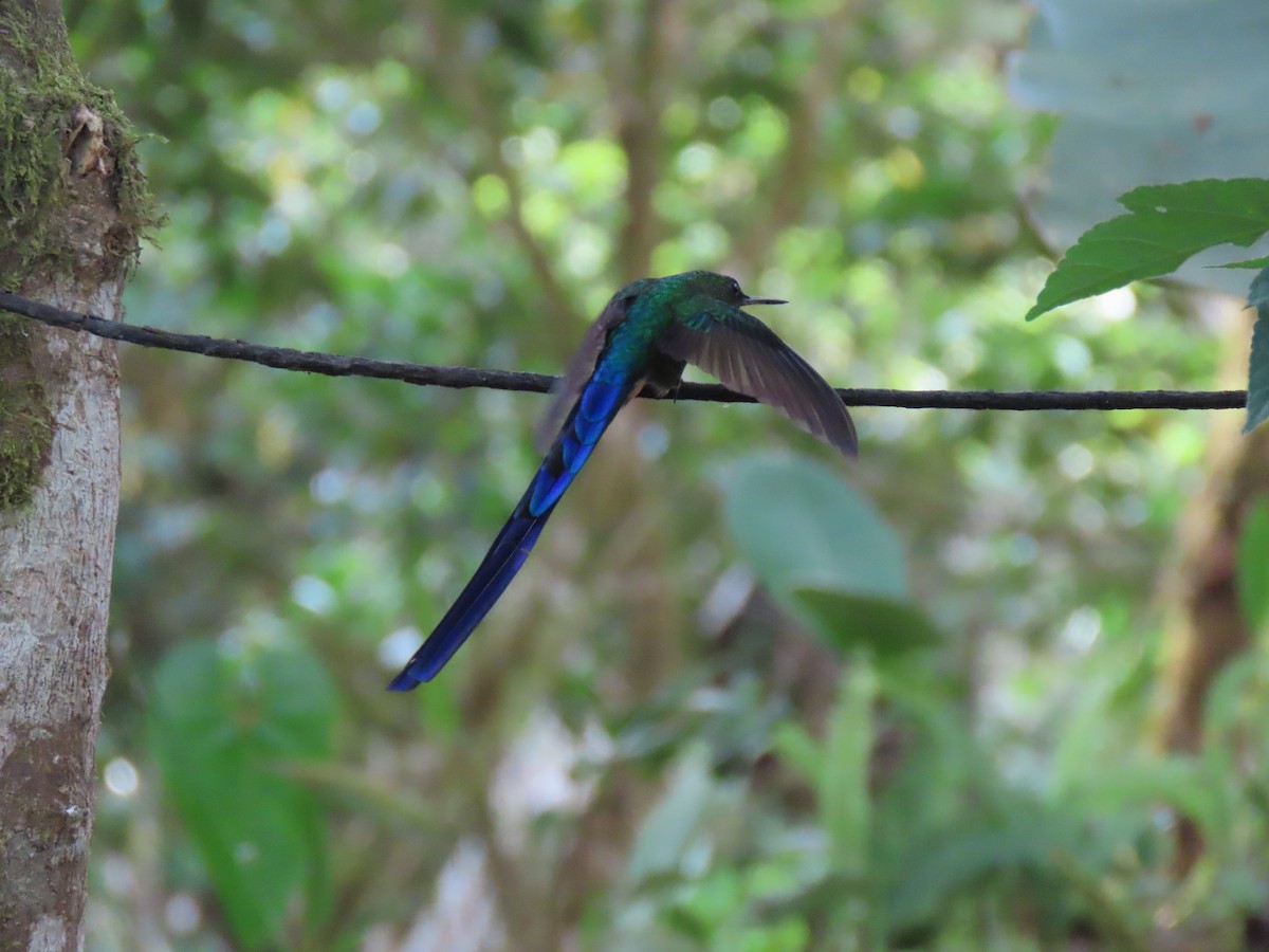 Violet-tailed Sylph - ML641817423