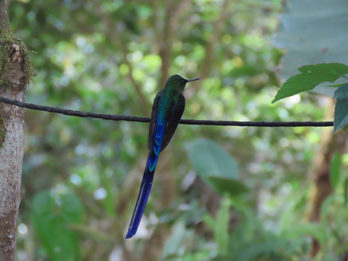 Violet-tailed Sylph - ML641817425