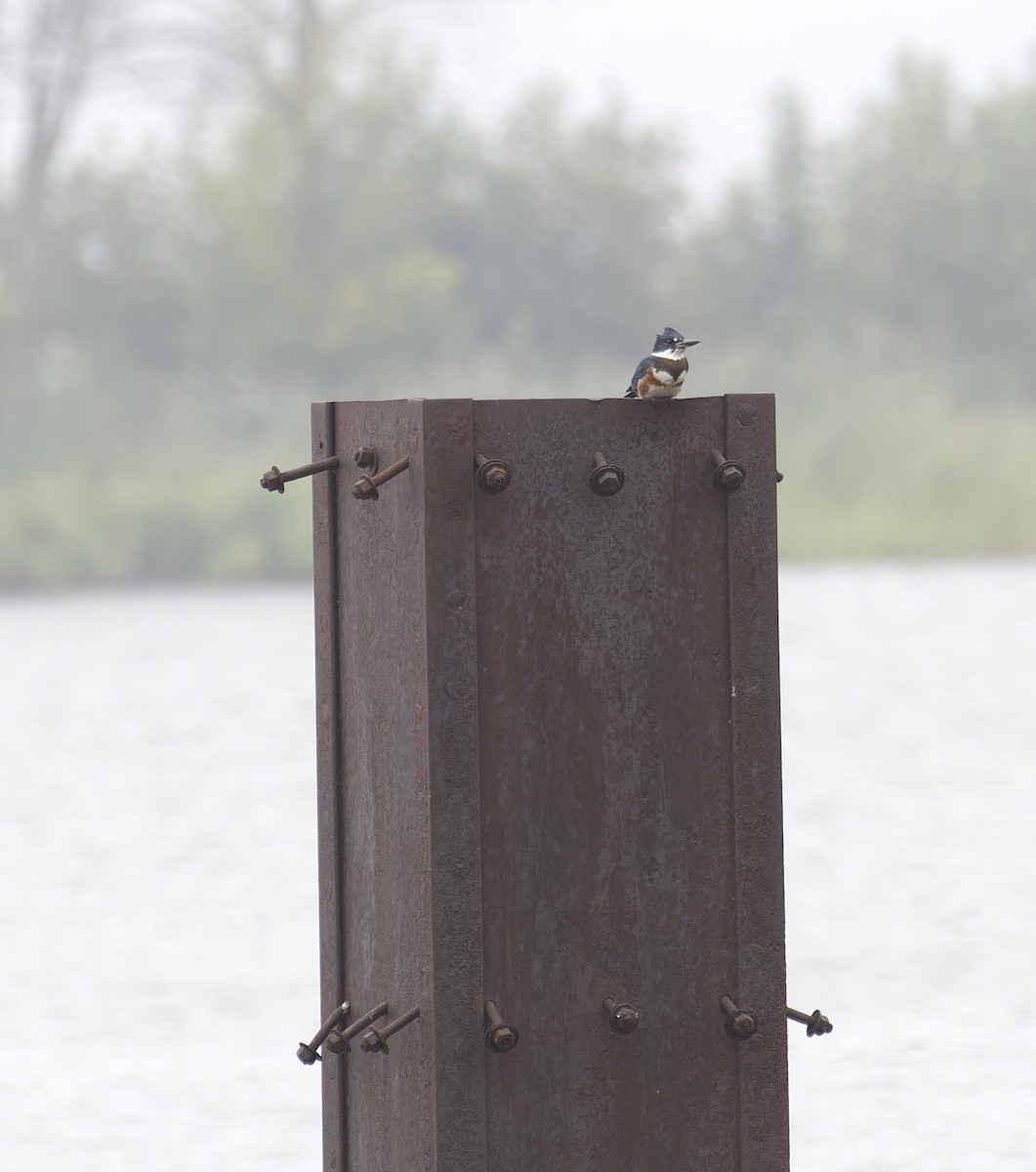 Belted Kingfisher - ML641817438