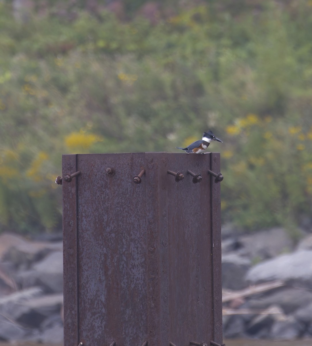 Belted Kingfisher - ML641817446
