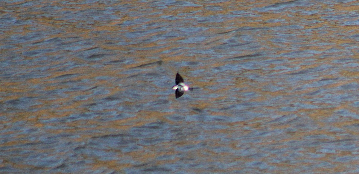 White-winged Swallow - ML641817449