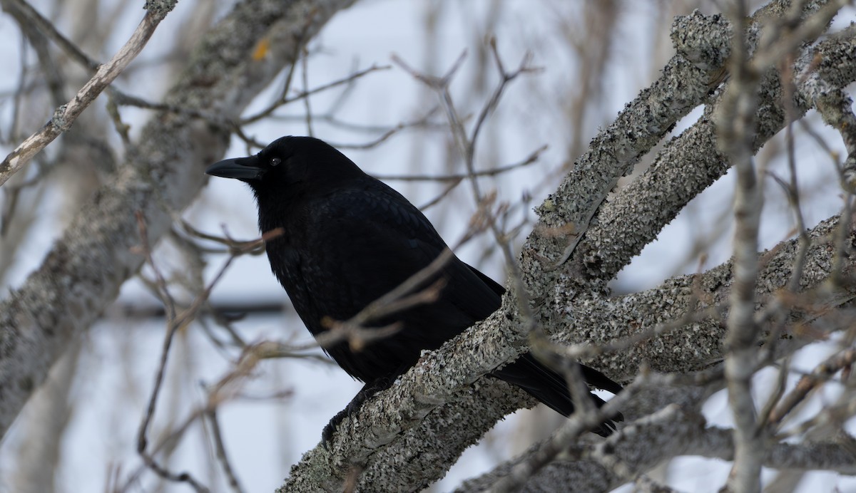 American Crow - ML641817496
