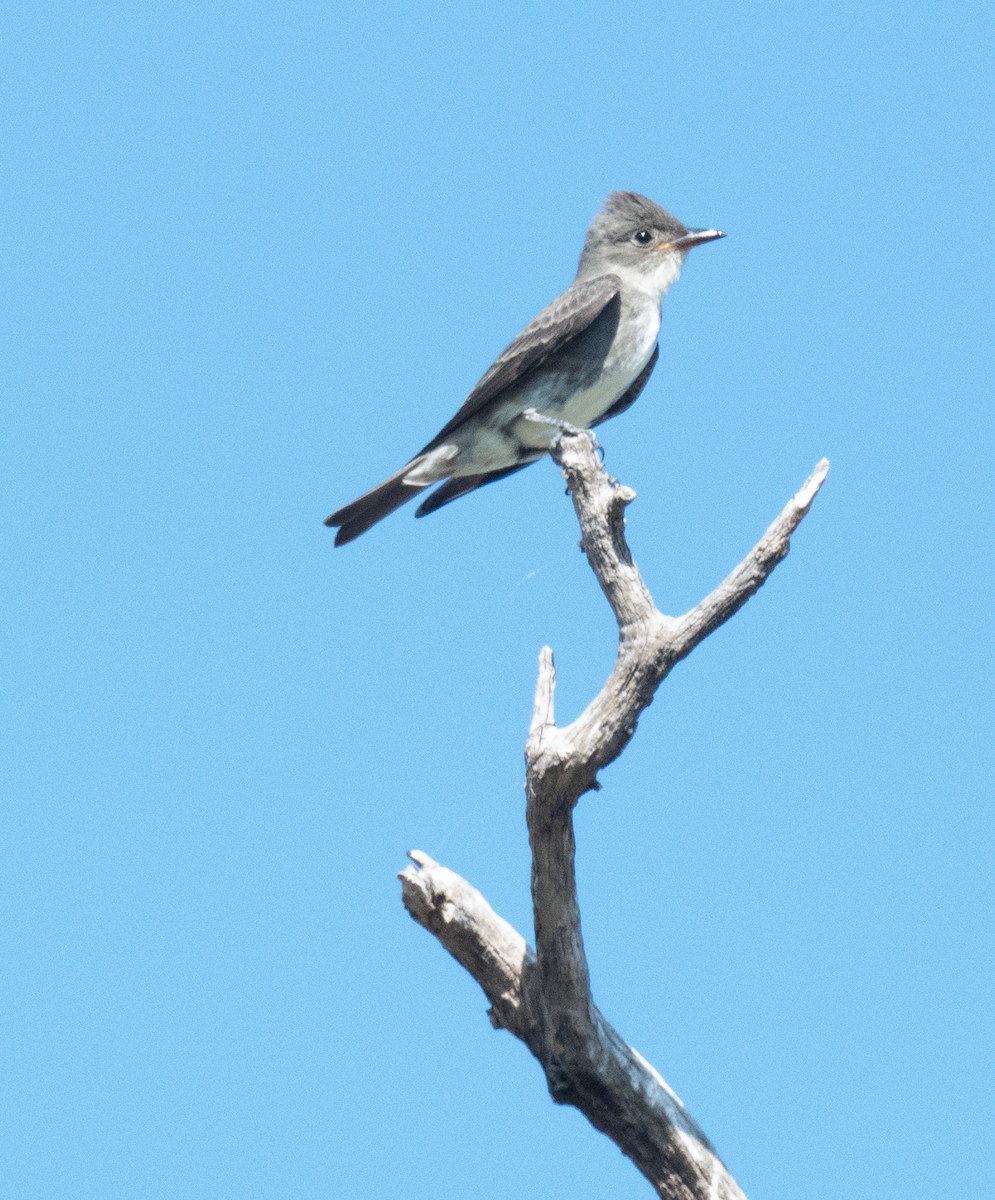 Olive-sided Flycatcher - ML641817503