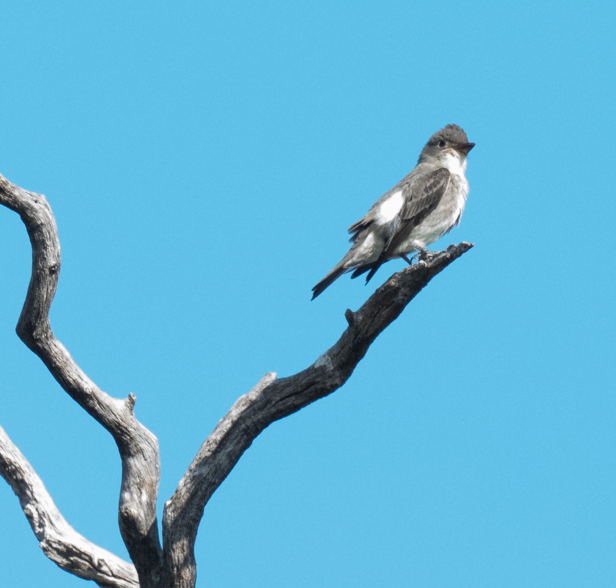 Olive-sided Flycatcher - ML641817504