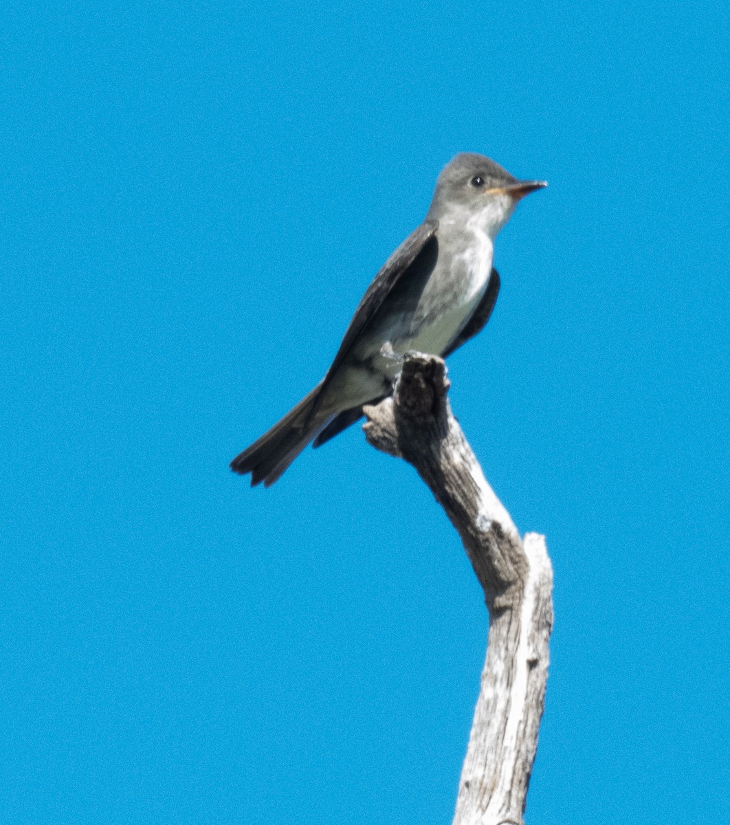 Olive-sided Flycatcher - ML641817505
