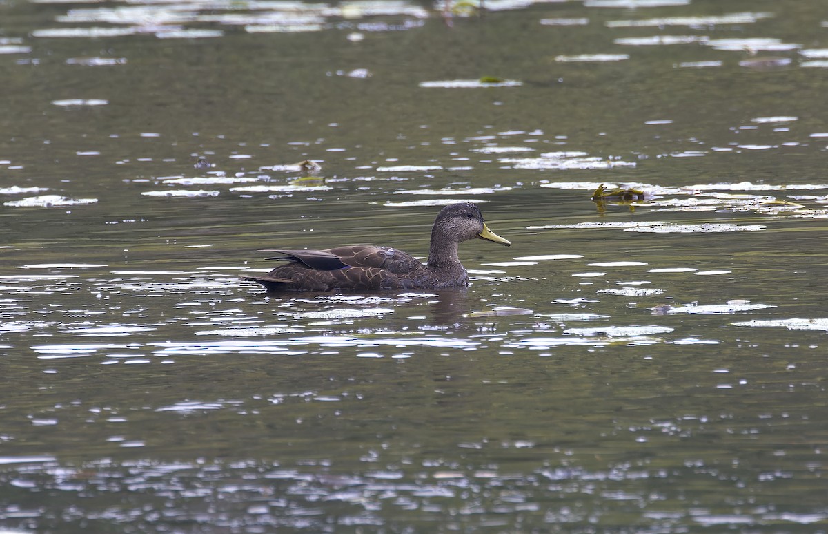 American Black Duck - ML641817521
