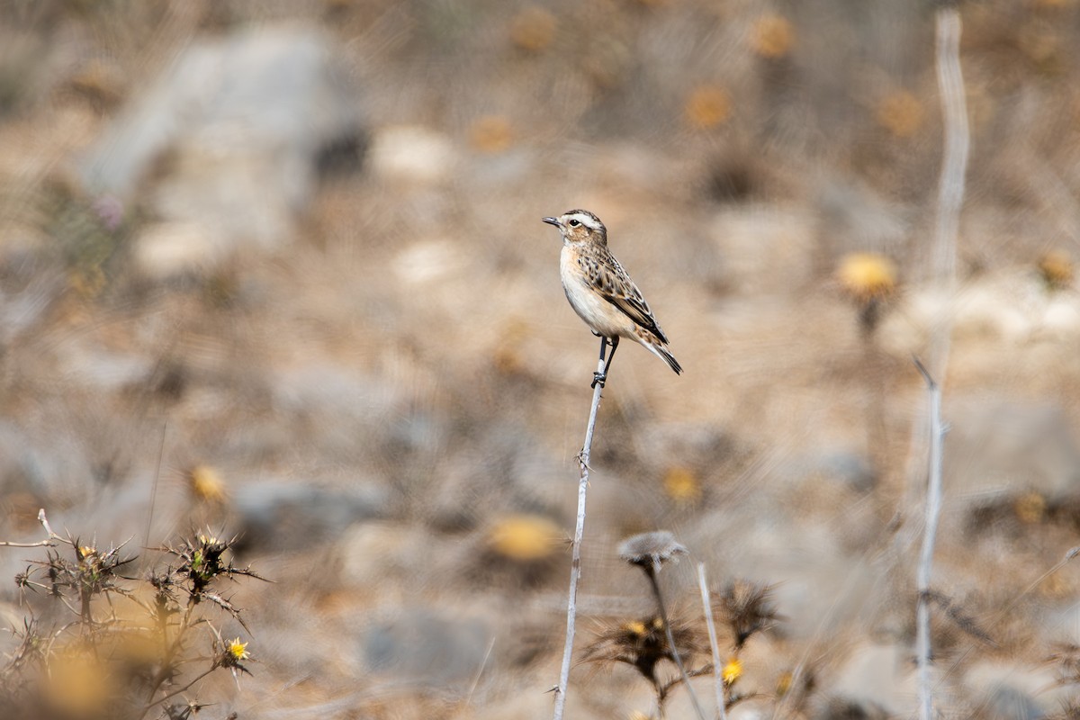 Whinchat - ML641817536