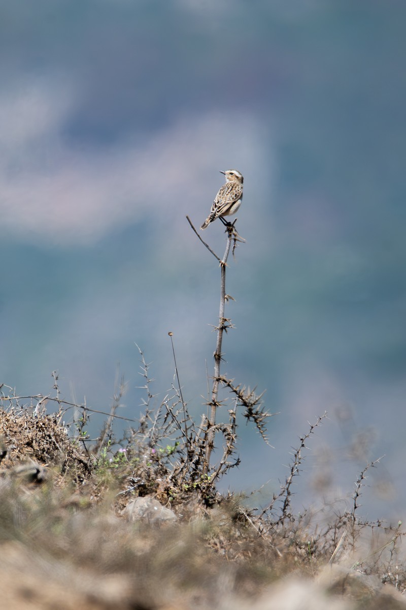 Whinchat - ML641817537