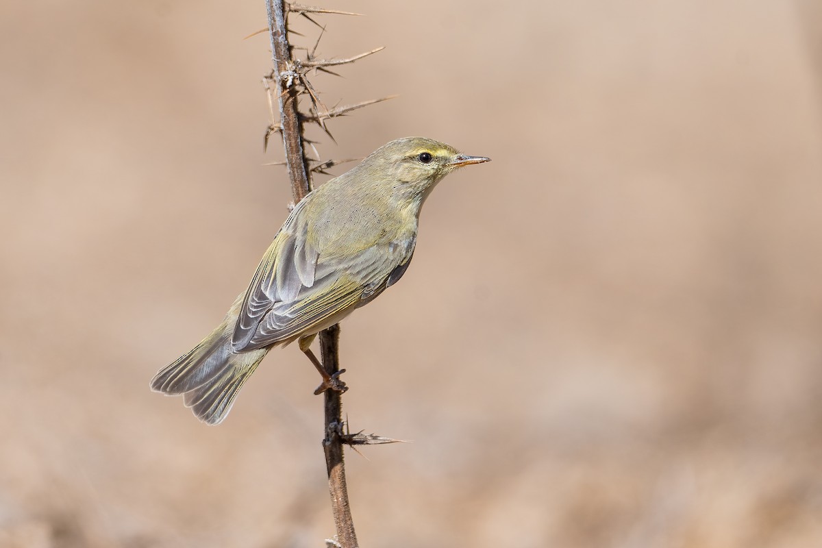 Willow Warbler - ML641817588