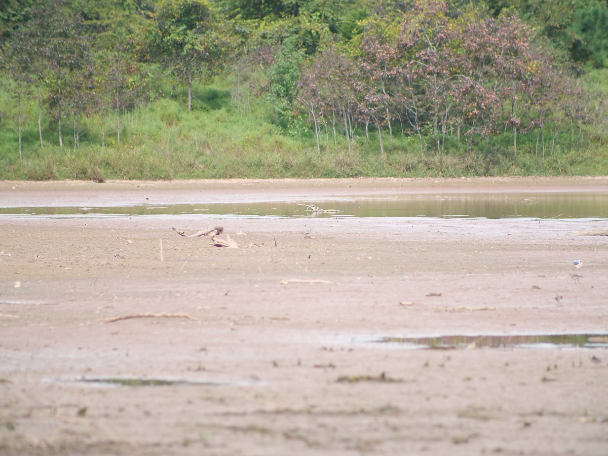 American Golden-Plover - ML641817623