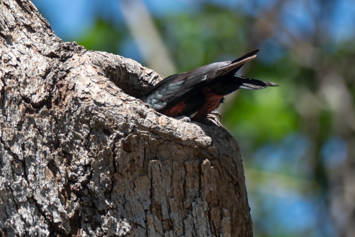 Lewis's Woodpecker - ML641817638