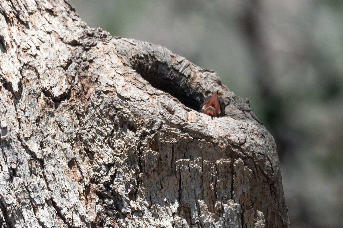 Lewis's Woodpecker - ML641817639