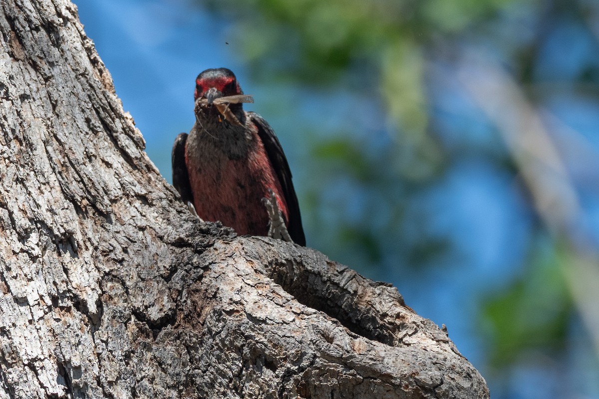 Lewis's Woodpecker - ML641817641