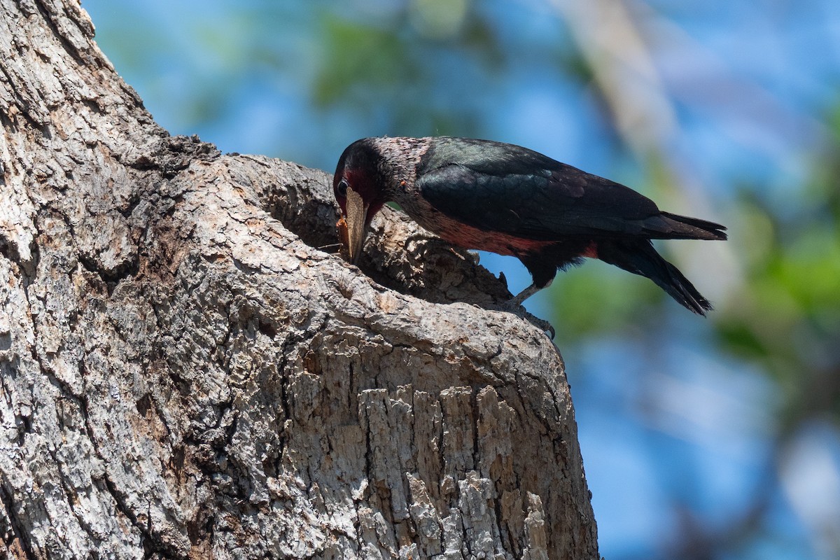 Lewis's Woodpecker - ML641817642