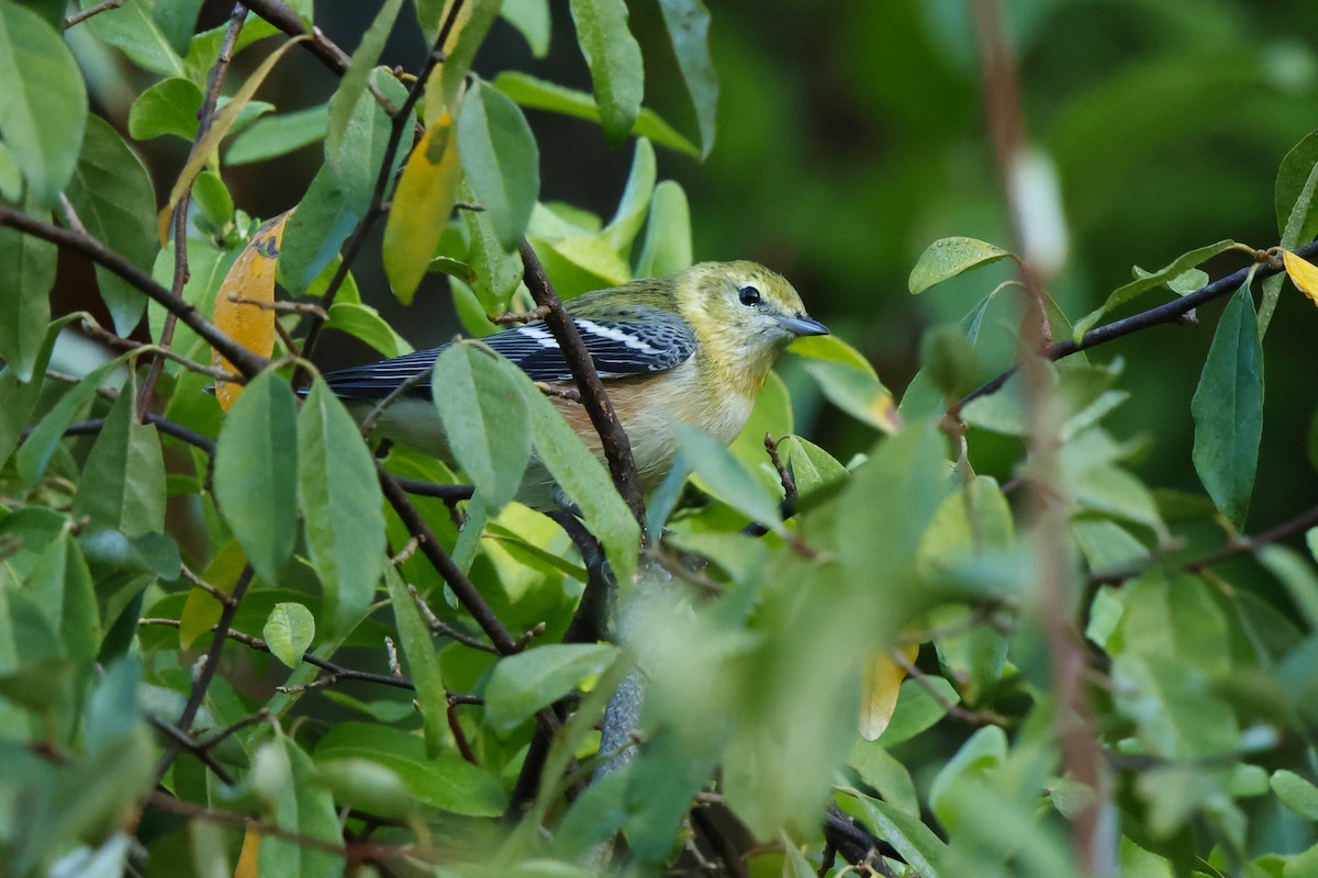 Bay-breasted Warbler - ML641817649