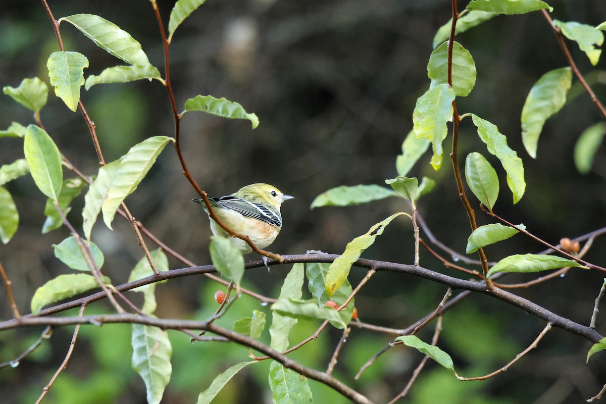 Bay-breasted Warbler - ML641817650