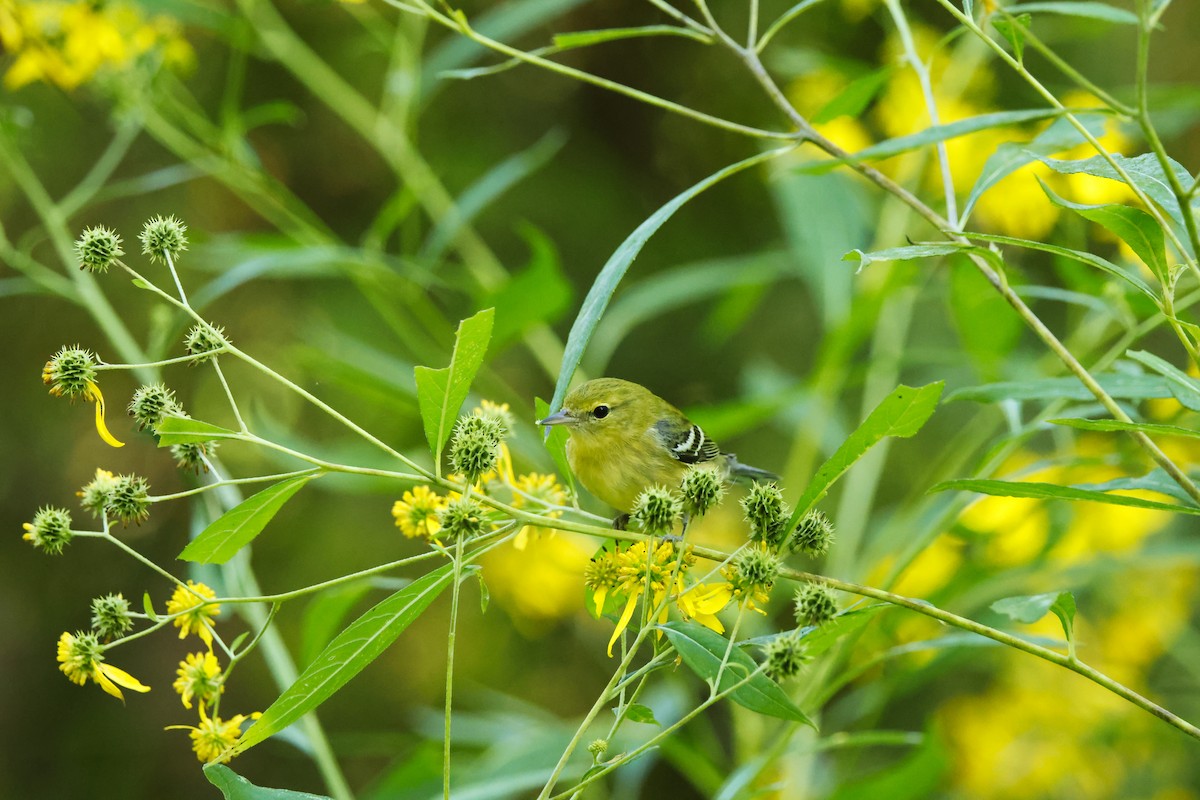 Bay-breasted Warbler - ML641817651