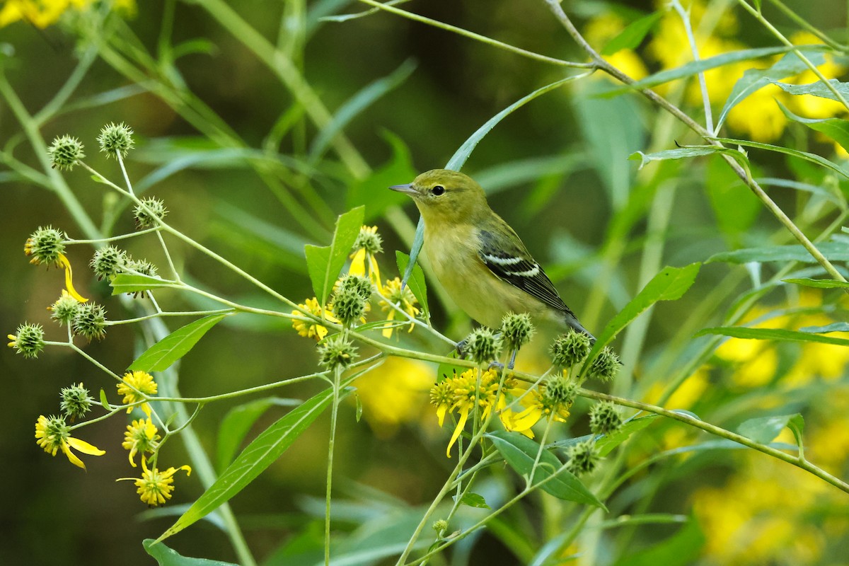 Bay-breasted Warbler - ML641817652