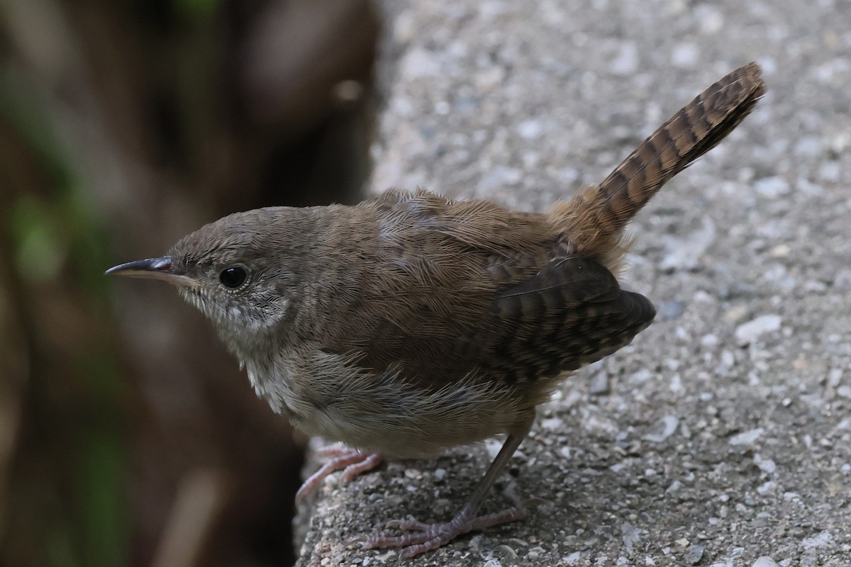 Northern House Wren - ML641817683