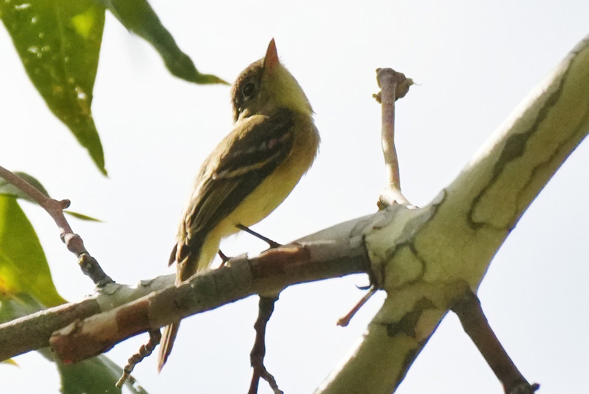 Western Flycatcher - ML641817686