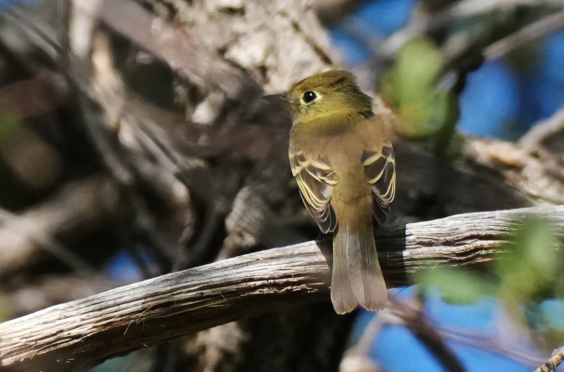Western Flycatcher - ML641817687