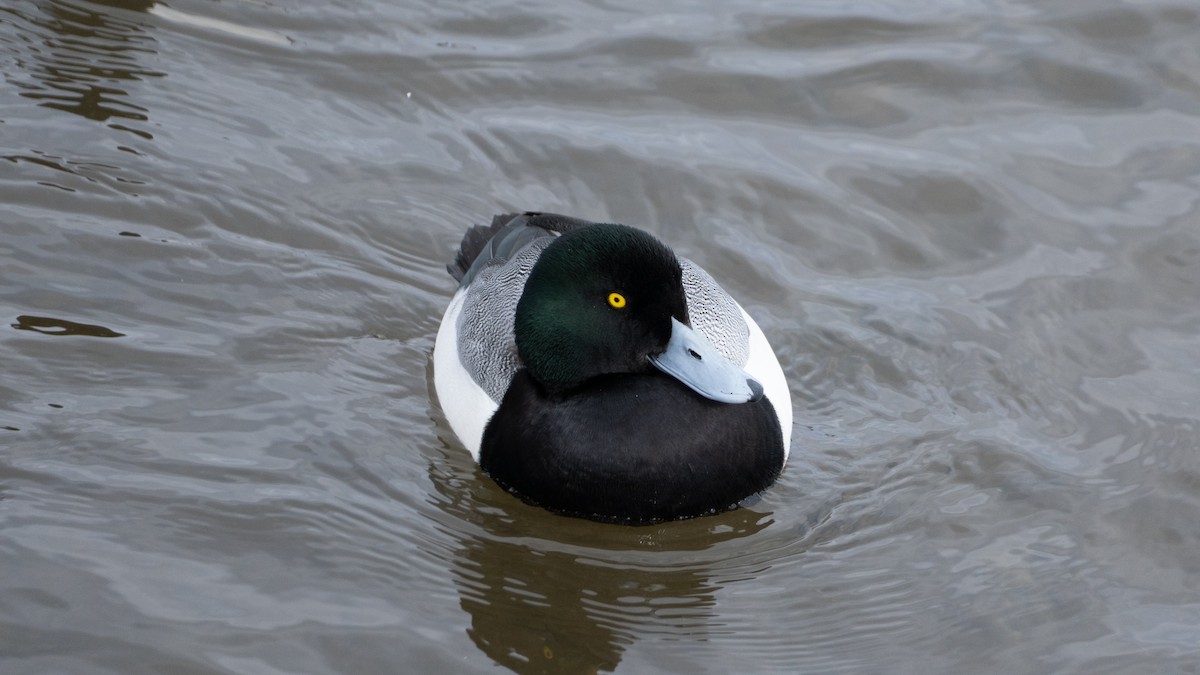Greater Scaup - ML641817688