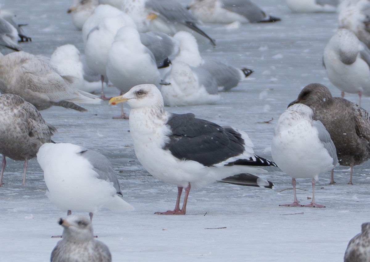 Slaty-backed Gull - ML641817771