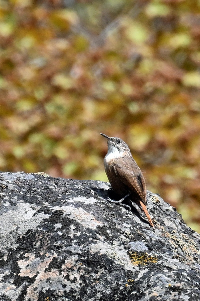Canyon Wren - ML641817799