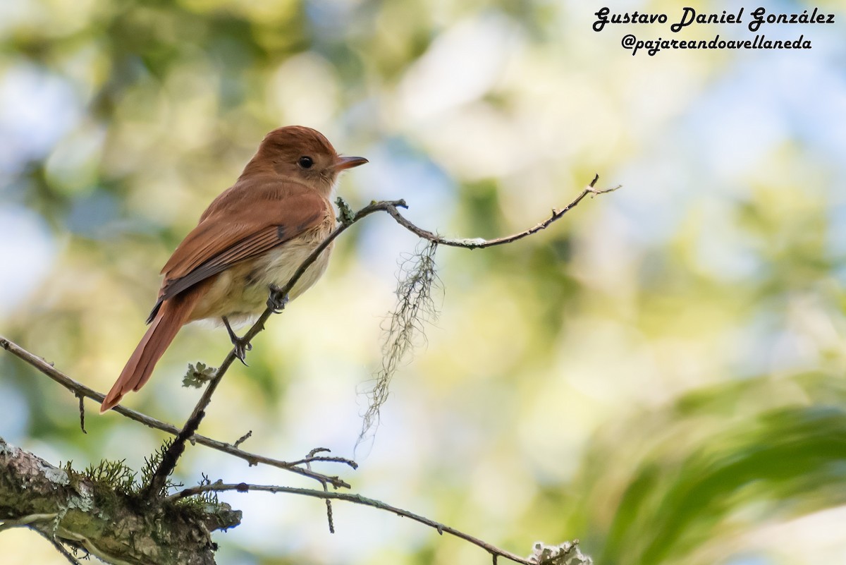 Rufous Casiornis - ML641817829