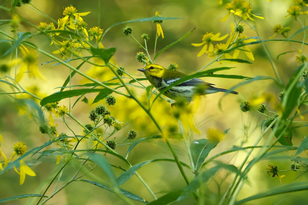 Black-throated Green Warbler - ML641817836