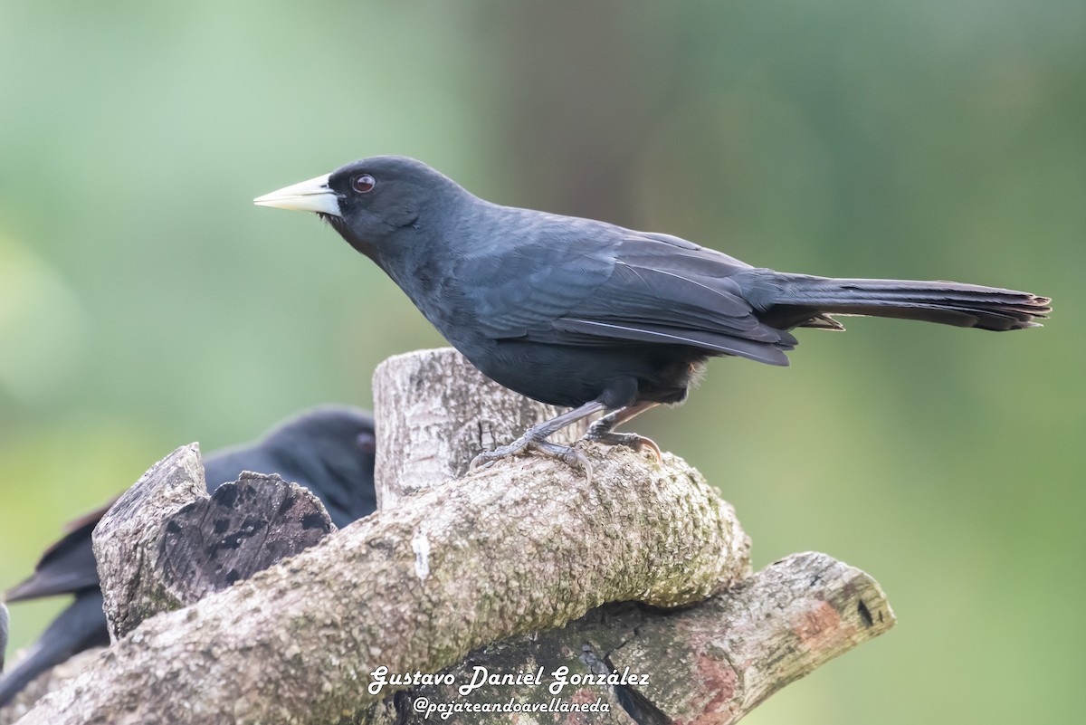 Solitary Black Cacique - ML641817845