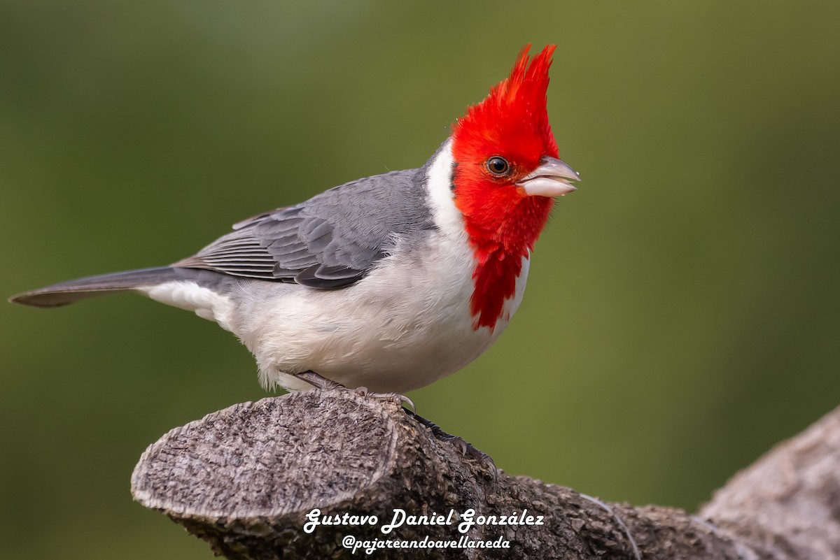 Red-crested Cardinal - ML641817853