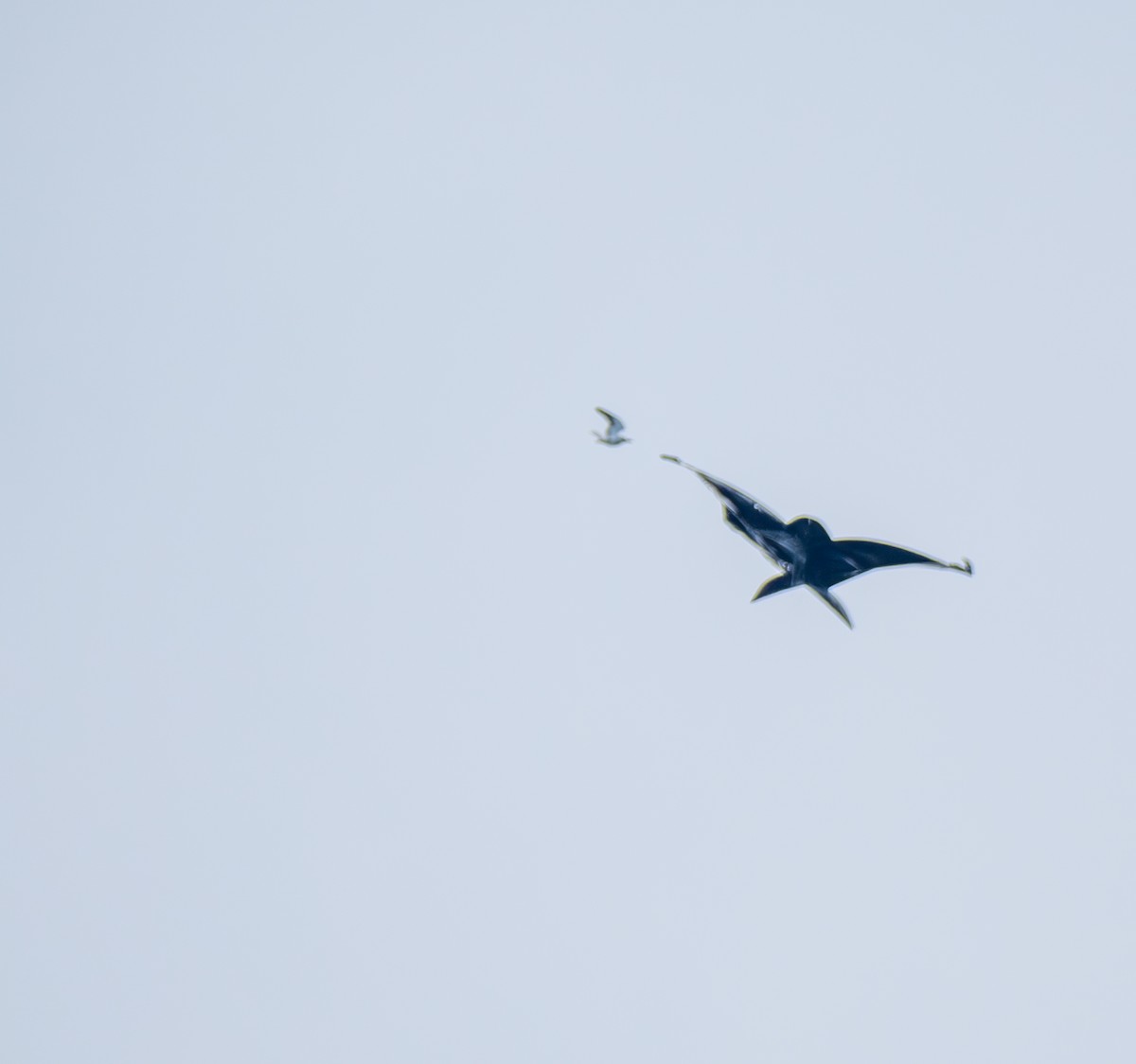 黑翅鳶 - ML641817867