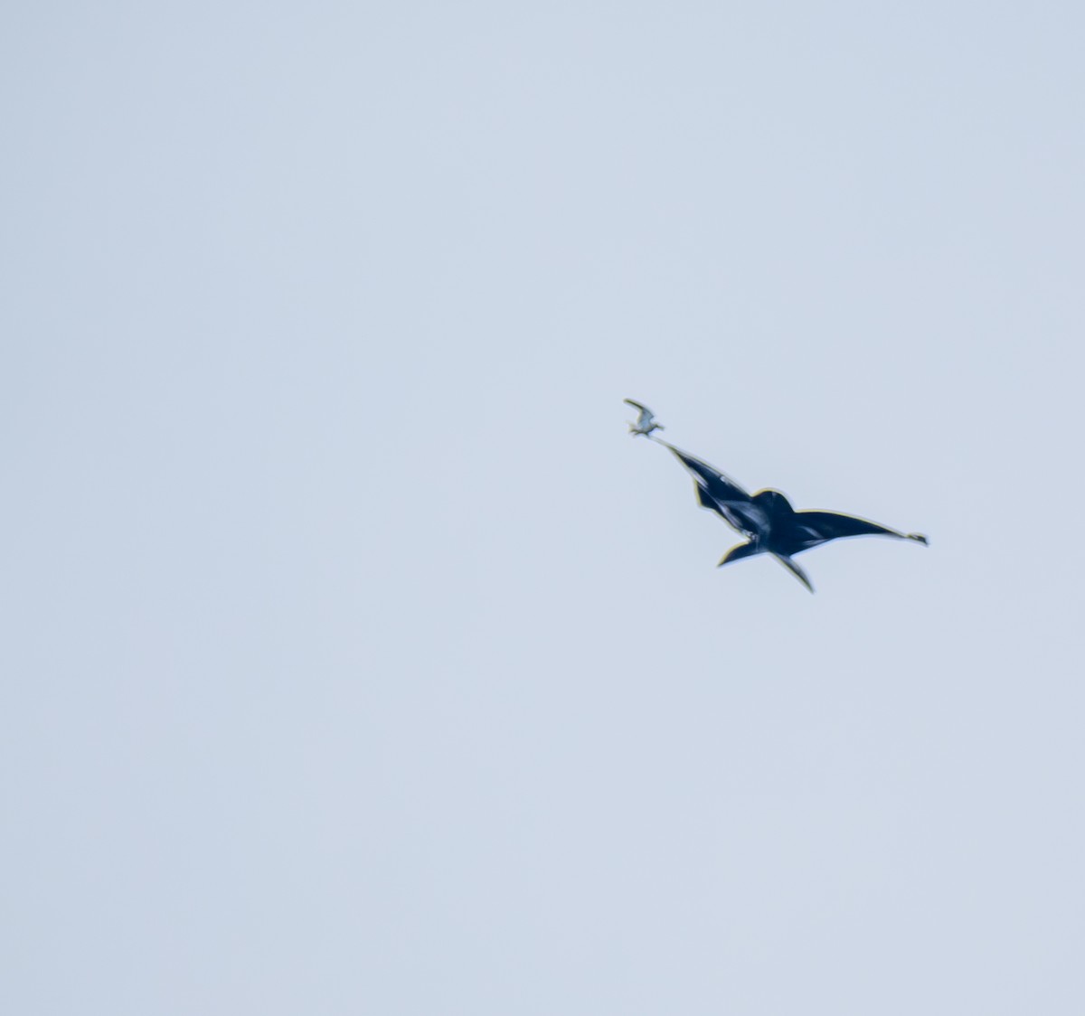 黑翅鳶 - ML641817868