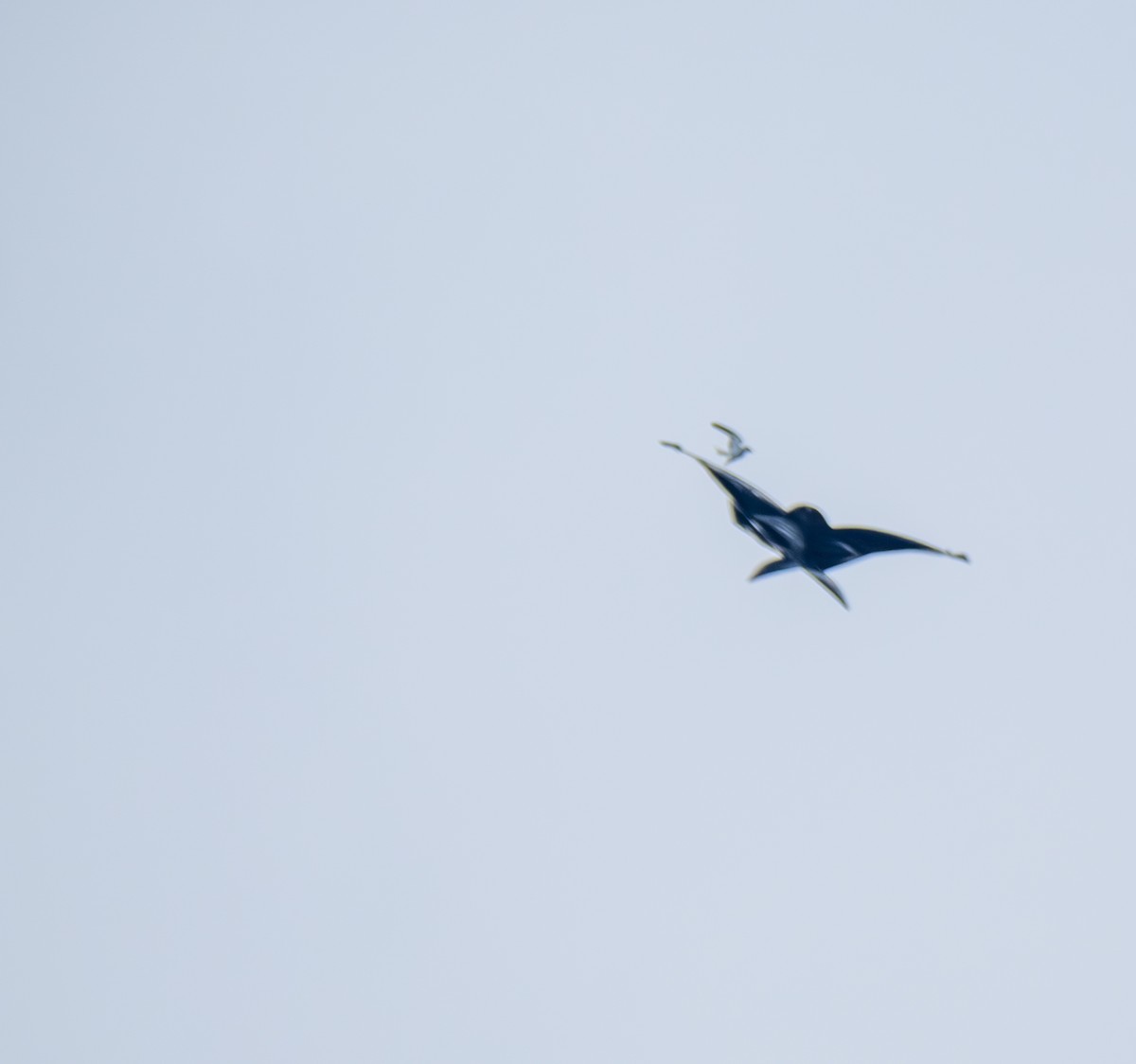 黑翅鳶 - ML641817869