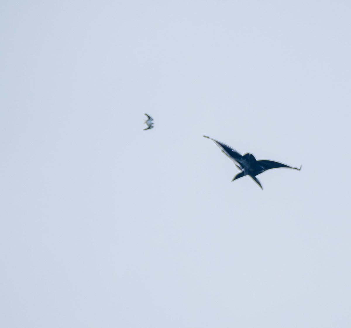 黑翅鳶 - ML641817870