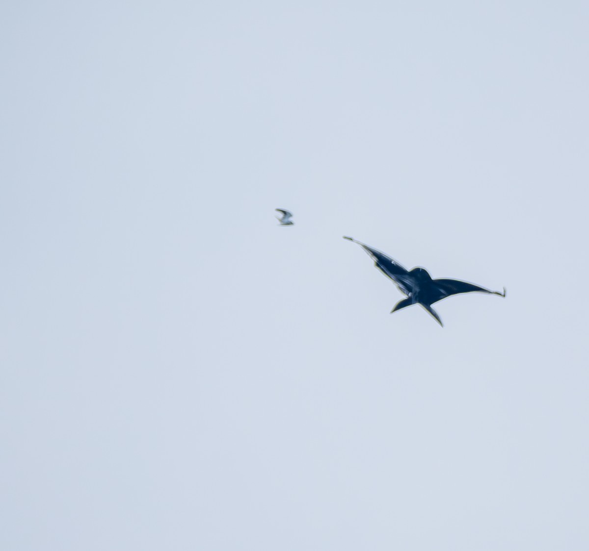 黑翅鳶 - ML641817871