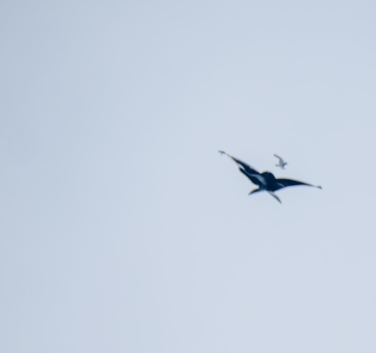 黑翅鳶 - ML641817873