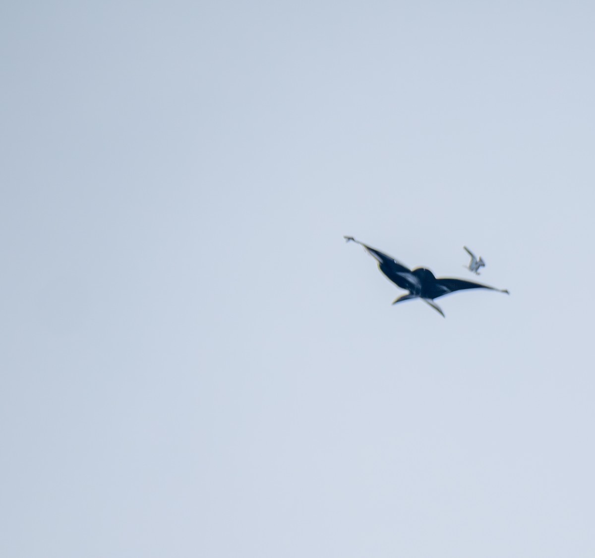 黑翅鳶 - ML641817874