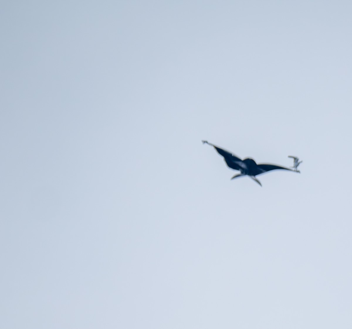 黑翅鳶 - ML641817876