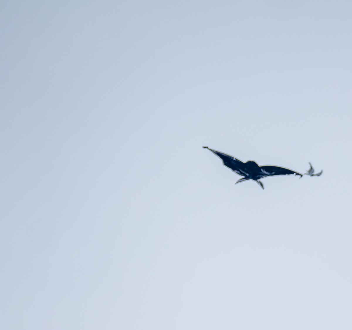 黑翅鳶 - ML641817877