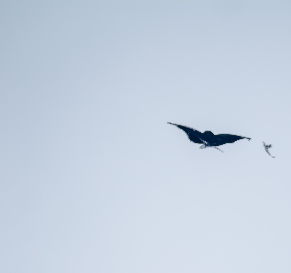 黑翅鳶 - ML641817878