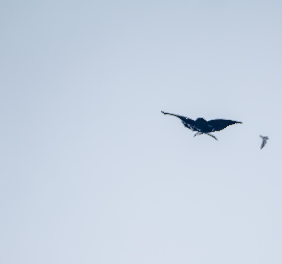 黑翅鳶 - ML641817879