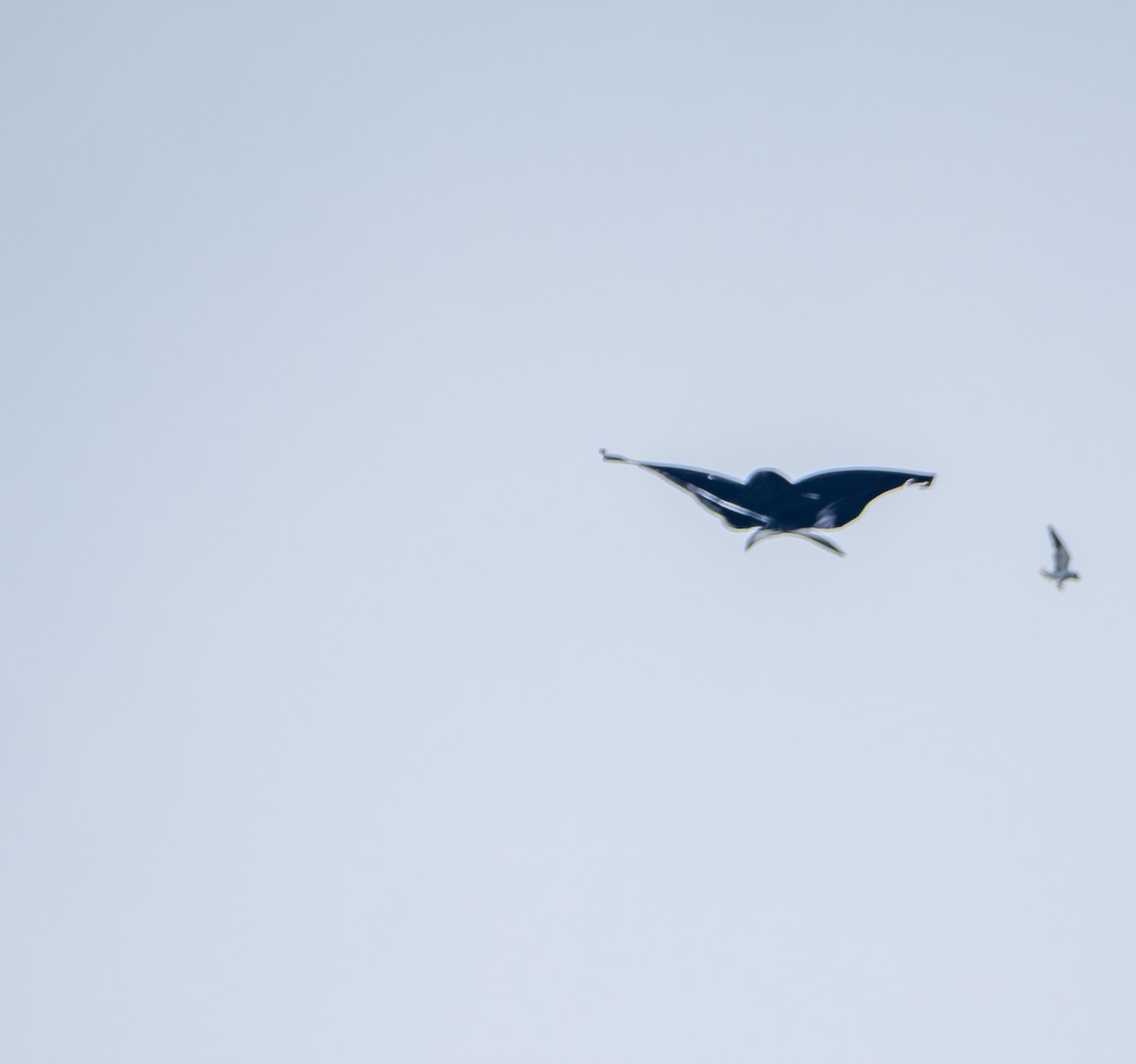 黑翅鳶 - ML641817880