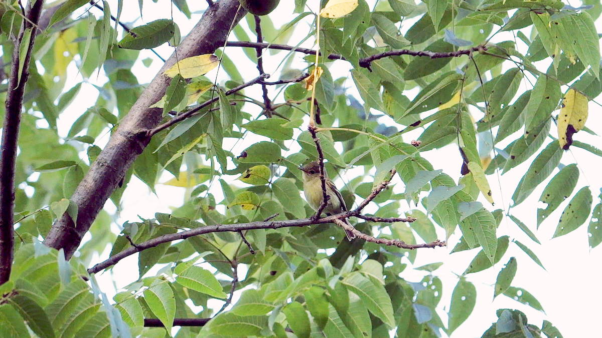 tyranovec žlutobřichý - ML641817908