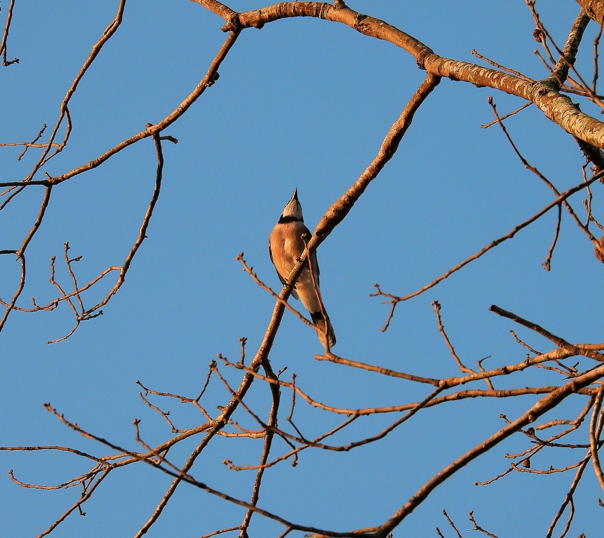 Blue Jay - ML641817919